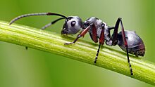 Ученые научили муравьев определять рак по моче