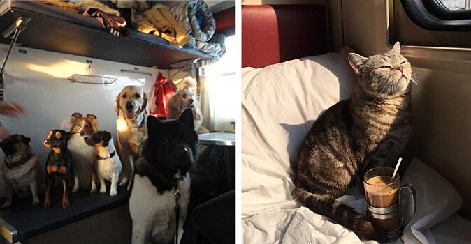 Мохнатые пассажиры: пушистые попутчики из поездов, с которыми путешествовать одно удовольствие