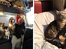 Мохнатые пассажиры: пушистые попутчики из поездов, с которыми путешествовать одно удовольствие