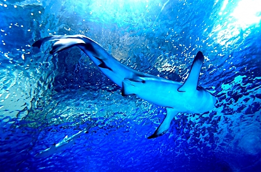 Назван период, когда акулы нападают на туристов в Хургаде и Шарм-эль-Шейхе