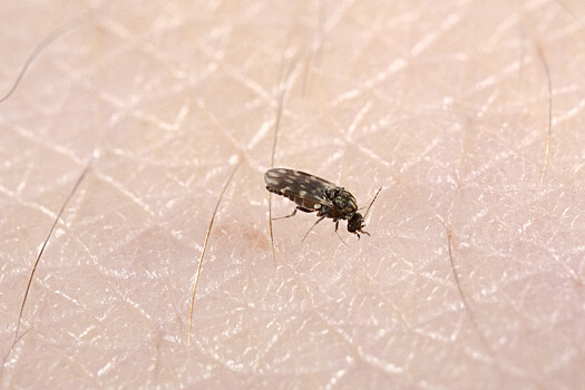 Песчаные москиты атаковали туристов на пляжах Кубы