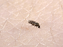 Песчаные москиты атаковали туристов на пляжах Кубы