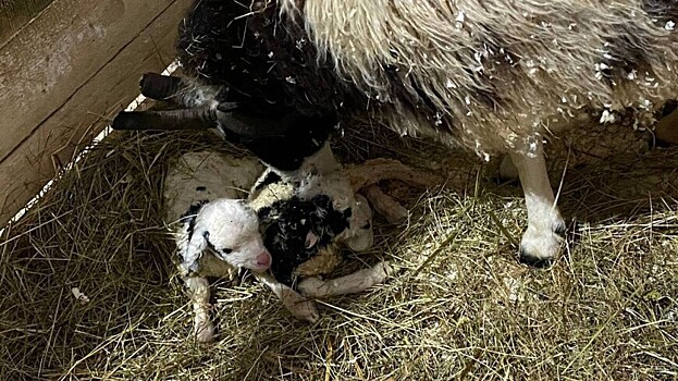 Ягнята у овцы святого Якоба родились в рождественскую ночь в Московском зоопарке