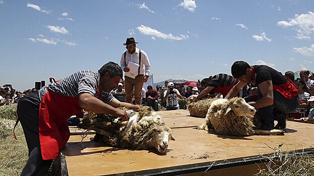 Овцы целы, стригали довольны: в Армении прошел фестиваль стрижки овец
