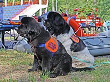 Встреча с героями: добровольцы и собаки, обеспечивающие безопасность на водных объектах столицы