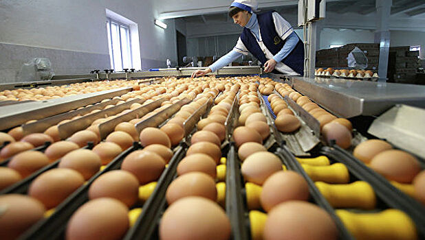 Россия ограничила поставку яиц из Белоруссии