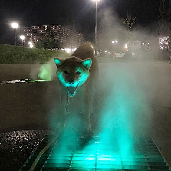 Немного света и дыма, и ваша собака будет выглядеть так, словно только что снималась в фильме ужасов.