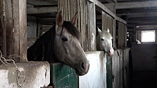 Зоозащитники обвинили конезавод в Ставрополье в гибели лошадей