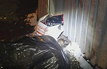 В Челябинске больные крысы атаковали мусорные площадки