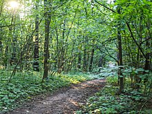 Лесов в России стало больше из-за сокращения сельхозземель