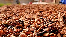 Эксперт предрекает трудности с какао в мире из-за климата