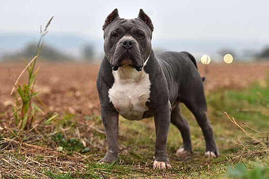 Губернатор Петербурга Беглов подписал закон о содержании собак