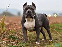 Губернатор Петербурга Беглов подписал закон о содержании собак