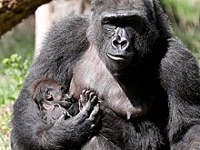 Инвесторы с Reddit переключились на горилл