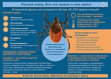 Как жителям Ленобласти действовать при укусе лесного клеща - советы ivbg.ru