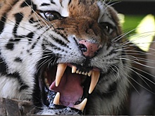 Итальянские журналисты сняли фильм об амурском тигре