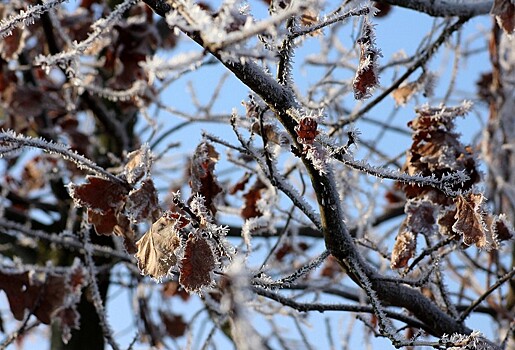 Предчувствие теплых деньков: какие деревья расцветут первыми в Москве