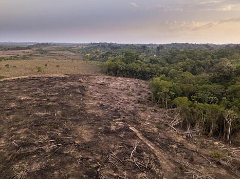 Уничтожение лесов Амазонки в апреле ускорилось на 43%: Новости ➕1, 09.05.2021