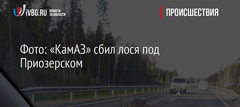 Фото: «КамАЗ» сбил лося под Приозерском