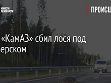 Фото: «КамАЗ» сбил лося под Приозерском