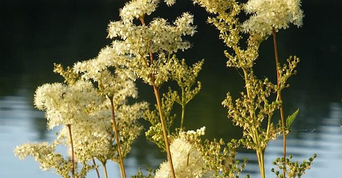 Таволга спасает от вирусов гриппа и герпеса