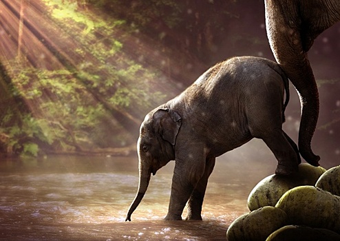 Меланья Трамп кормит слона в Кении и говорит о проблемах экологии