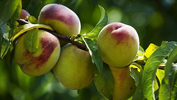Названы неожиданные полезные свойства персиков