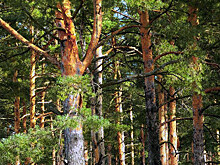 В Челябинске эко-активисты проиграли спор о вырубке участка леса