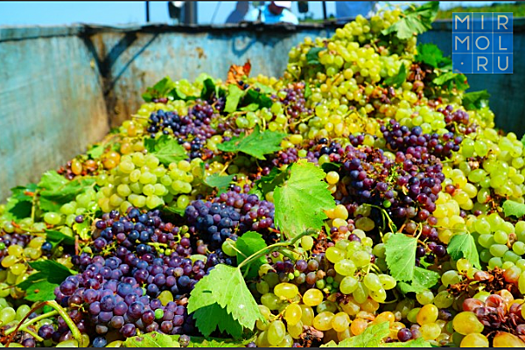 В Дагестане собрали рекордный за 30 лет урожай винограда