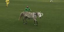 Две собаки и конь прервали футбольный матч: видео