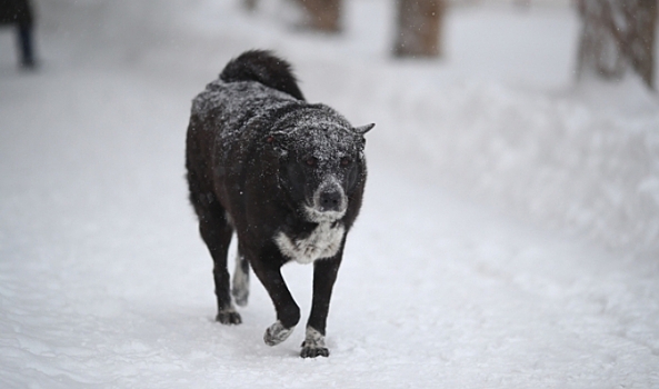 В Волгограде создали петицию для разрешения кормить бездомных собак
