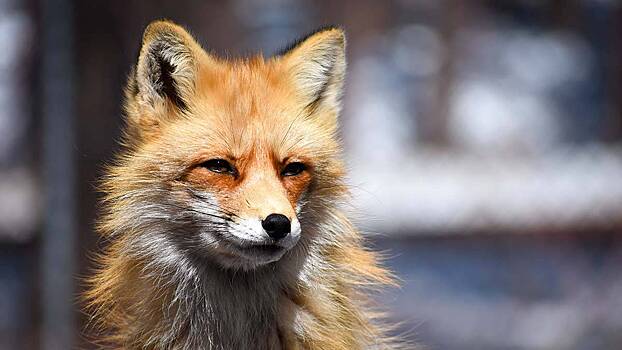 Натуралист Хабургаев оценил опасность заразиться бешенством от диких лис