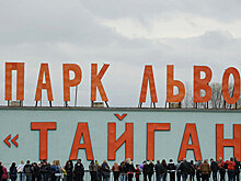 Аксенов поручил налоговикам проверить парк львов "Тайган"