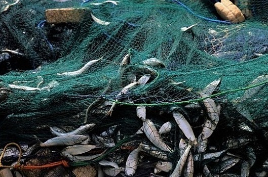 Госдума в I чтении поддержала отмену в Крыму торгов для пользования рыбоводными участками