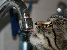 Из-за аварии на магистральном водопроводе несколько районов Сочи остались без воды