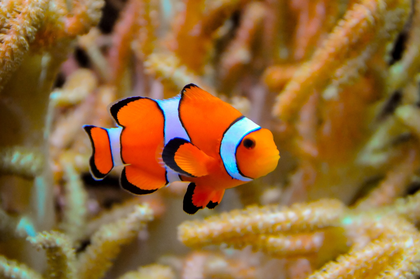 Биологи создали нейросеть, которая слышит и распознает звуки рыб