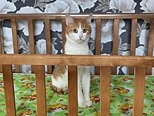 На высадившую кота Твикса проводницу завели уголовное дело