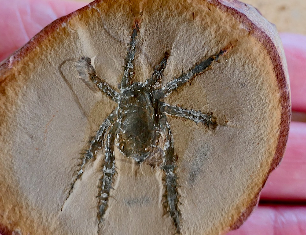 Найден древний паук с бронированными ногами