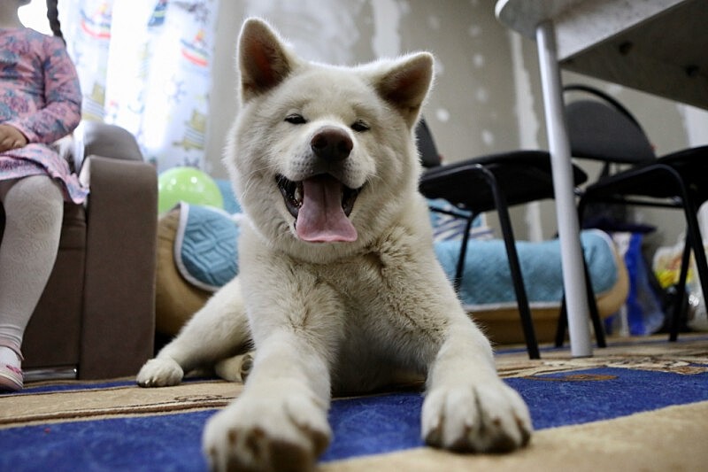 В Приморье щенок акита-ину стал другом и помощником в реабилитации особенного ребёнка — фото