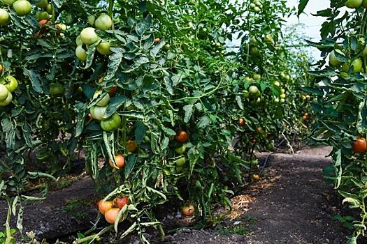 Плантации Волгоградской области проверили на наличие томатной моли