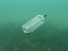 Пластик в океане создал новую экосистему