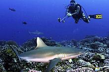 Туристы на Филиппинах стали больше интересоваться акулами