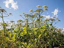 Слепота, рубцы и шрамы: почему в борьбе с борщевиком вы точно поиграете?