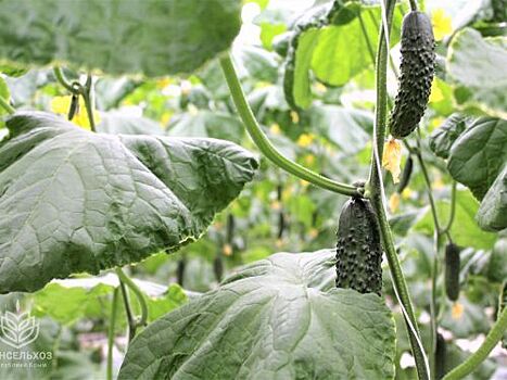 Около 500 тыс. тюльпанов вырастили в тепличном комплексе под Смоленском к 8 Марта