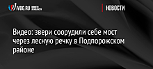 Видео: звери соорудили себе мост через лесную речку в Подпорожском районе