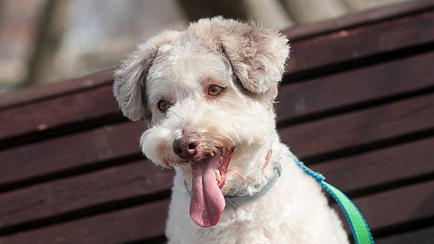 Кинолог рассказал о правилах груминга