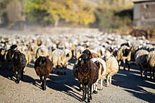 В Бурятии собаки растерзали 15 овец во дворе частного дома