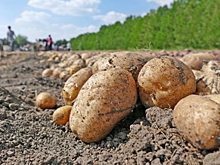 Эксперты пересматривают рекомендации по посадке и уходу за картофелем