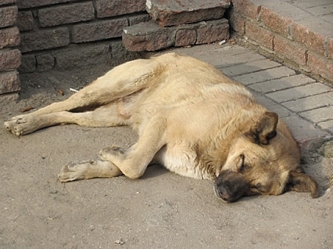 Собака с бешенством выявлена в Нижегородской области