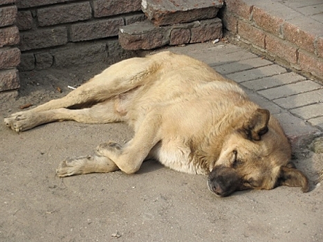 Бешеная собака выявлена в Нижегородской области